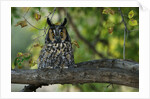 Long-Eared Owl Perched on Tree Branch by Anonymous