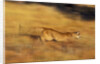 Cougar Chasing Prey Through a Field by Anonymous