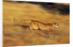 Cougar Chasing Prey Through a Field by Anonymous