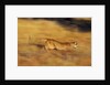Cougar Chasing Prey Through a Field by Anonymous