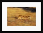 Cougar Chasing Prey Through a Field by Anonymous