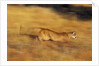Cougar Chasing Prey Through a Field by Anonymous