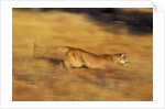 Cougar Chasing Prey Through a Field by Anonymous