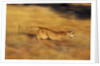 Cougar Chasing Prey Through a Field by Anonymous