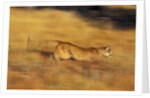 Cougar Chasing Prey Through a Field by Anonymous