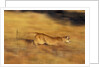 Cougar Chasing Prey Through a Field by Anonymous