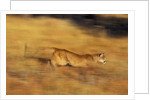 Cougar Chasing Prey Through a Field by Anonymous