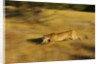 Cougar Chasing Prey Through a Field by Anonymous