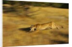 Cougar Chasing Prey Through a Field by Anonymous