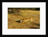 Cougar Chasing Prey Through a Field by Anonymous