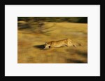 Cougar Chasing Prey Through a Field by Anonymous