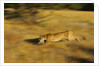 Cougar Chasing Prey Through a Field by Anonymous
