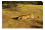 Cougar Chasing Prey Through a Field by Anonymous