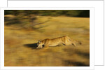 Cougar Chasing Prey Through a Field by Anonymous