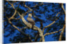 Young Harpy Eagle Perched in Tree by Anonymous