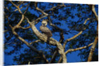 Young Harpy Eagle Perched in Tree by Anonymous