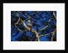 Young Harpy Eagle Perched in Tree by Anonymous