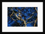 Young Harpy Eagle Perched in Tree by Anonymous