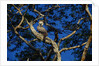 Young Harpy Eagle Perched in Tree by Anonymous