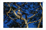 Young Harpy Eagle Perched in Tree by Anonymous