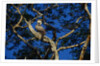 Young Harpy Eagle Perched in Tree by Anonymous
