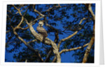 Young Harpy Eagle Perched in Tree by Anonymous