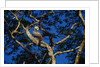 Young Harpy Eagle Perched in Tree by Anonymous