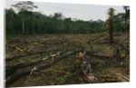 Slash and Burn Agriculture in Peru by Anonymous