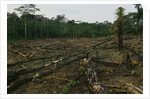 Slash and Burn Agriculture in Peru by Anonymous