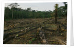 Slash and Burn Agriculture in Peru by Anonymous