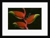 Poison Dart Frog on Haliconia Flower by Anonymous
