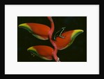 Poison Dart Frog on Haliconia Flower by Anonymous
