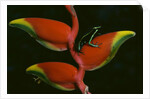 Poison Dart Frog on Haliconia Flower by Anonymous