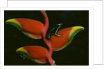 Poison Dart Frog on Haliconia Flower by Anonymous