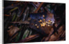 Edible Grubs are a Korowai Delicacy by Anonymous