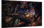 Edible Grubs are a Korowai Delicacy by Anonymous