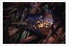 Edible Grubs are a Korowai Delicacy by Anonymous