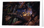 Edible Grubs are a Korowai Delicacy by Anonymous