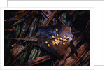 Edible Grubs are a Korowai Delicacy by Anonymous