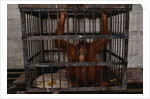 Juvenile Orangutan in Cage by Anonymous