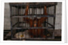 Juvenile Orangutan in Cage by Anonymous