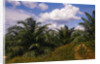 Vegetation at Palm Oil Plantation by Corbis