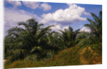 Vegetation at Palm Oil Plantation by Corbis