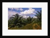 Vegetation at Palm Oil Plantation by Corbis