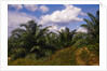 Vegetation at Palm Oil Plantation by Corbis