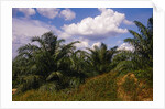 Vegetation at Palm Oil Plantation by Anonymous