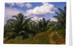 Vegetation at Palm Oil Plantation by Corbis