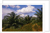 Vegetation at Palm Oil Plantation by Corbis