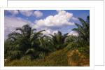 Vegetation at Palm Oil Plantation by Corbis