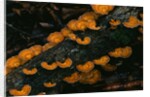 Cup Fungus on Rotting Rainforest Log by Anonymous